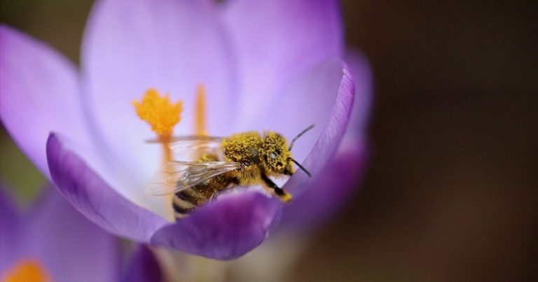 Gli insetti possono provare dolore? Ecco i risultati sorprendenti di uno studio scientifico