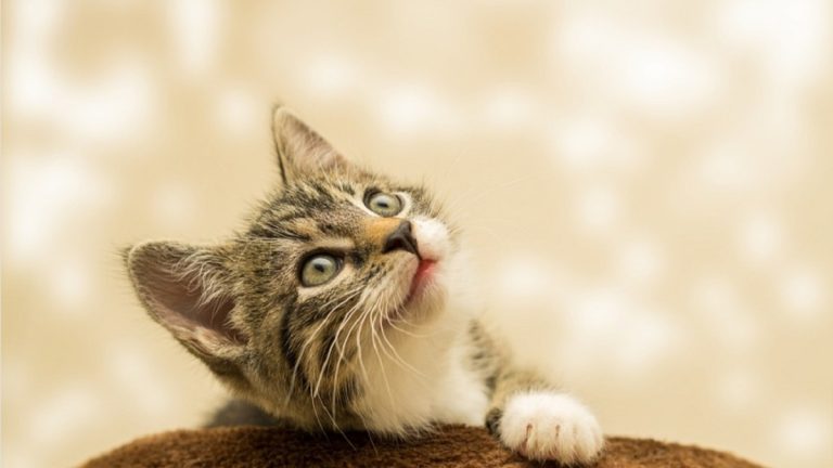 “Gli animali domestici rappresentano un rischio per la salute delle famiglie”: l’allarme lanciato dagli scienziati