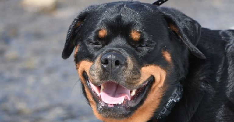 Donna aggredita dal suo cane Rottweiler in Italia, operata d’urgenza. Interviene l’eliambulanza