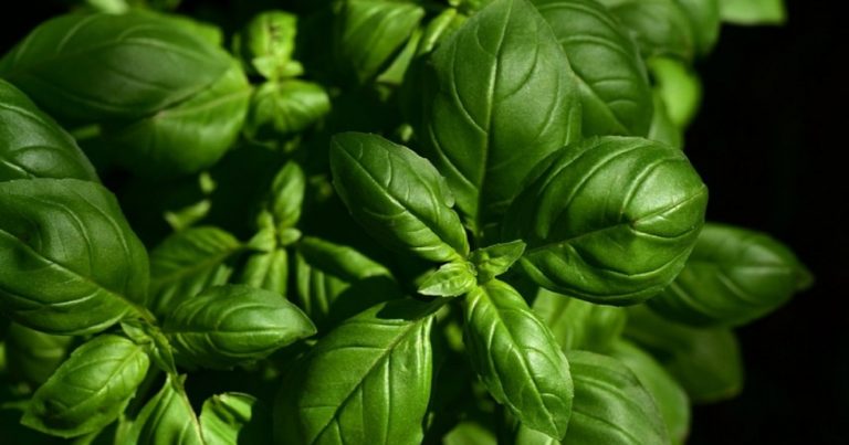 Piante in casa, ecco quali sono le 6 migliori per tenere alla larga gli insetti Piante in casa, ecco quali sono le 6 migliori per tenere alla larga gli insetti
