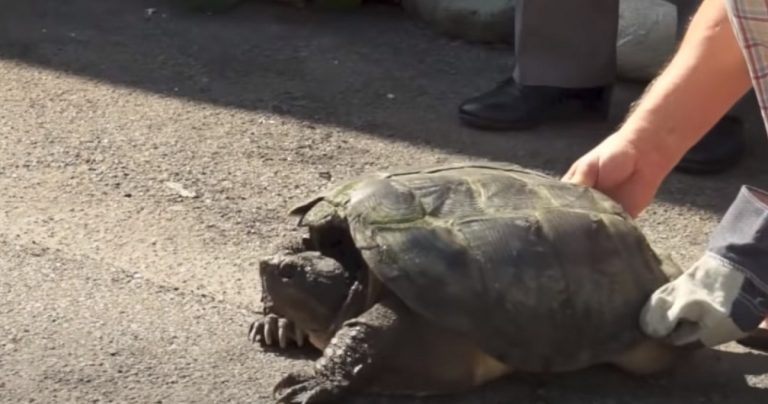 Tartaruga azzannatrice catturata nei pressi di Roma: “Attenzione, non toccatela….”, l’allarme degli esperti