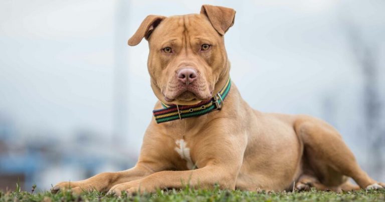 Bambino di 13 mesi ucciso da due pitbull, si fa largo il tragico sospetto: “Forse…” Bambino di 13 mesi ucciso da due pitbull, si fa largo il tragico sospetto: “Forse…”