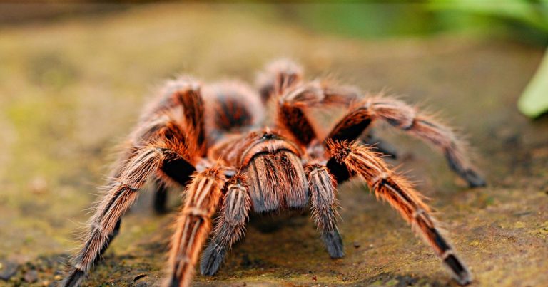 Quali sono i 5 animali più velenosi in Italia: come riconoscerli ed evitarli