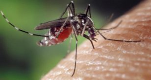 Virus West Nile