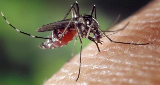 Virus West Nile