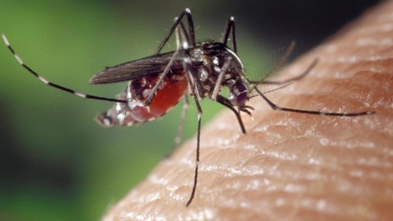 Virus West Nile, aumentano i casi: il prof. Fabrizio Pregliasco spiega come riconoscere i sintomi