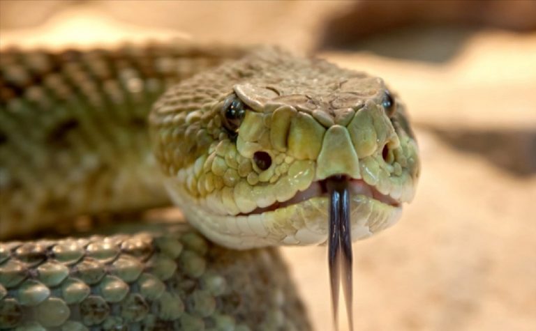 Vipere, dove vivono in Italia e quali sono quelle più pericolose