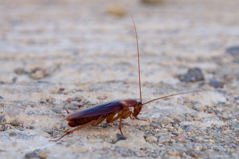 Il segnale da osservare per capire se ci sono blatte in casa: ecco come riconoscerlo