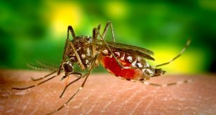 virus west nile