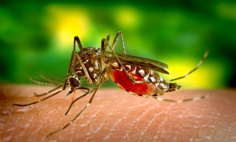 West Nile, caso confermato in Italia: attenzione a questi sintomi da non sottovalutare West Nile, caso confermato in Italia: attenzione a questi sintomi da non sottovalutare