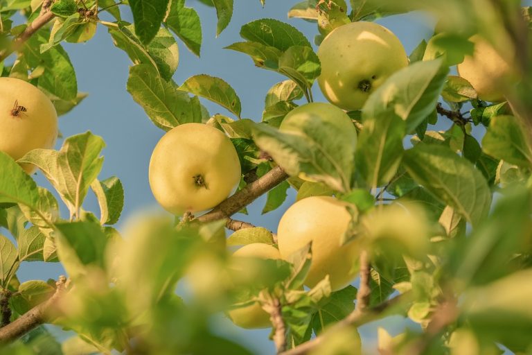 La Coldiretti lancia l’allarme: “Crollata la produzione del miele e delle pere”. Ecco cosa sta succedendo La Coldiretti lancia l’allarme: “Crollata la produzione del miele e delle pere”. Ecco cosa sta succedendo