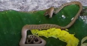 Serpente a due teste