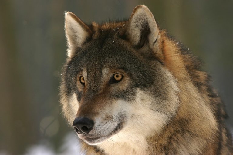 Le aggressioni della Lupa di Vasto adesso fanno paura, gli esperti: “Potrebbe spostarsi anche…”