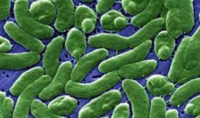 I batteri congelati per 5.000 anni potrebbero rappresentare l’antidoto contro i superbatteri