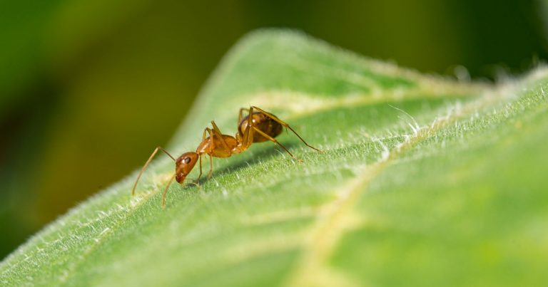 La formica rossa arriva in Sicilia, scienziati in allarme: “Può stravolvere il sistema ecologico di…”