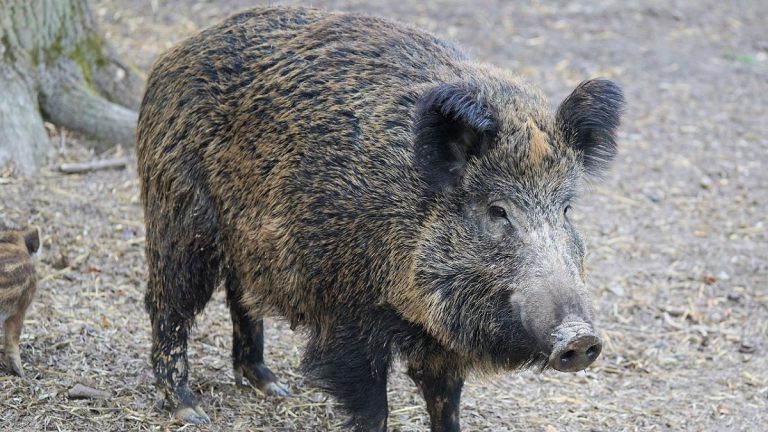 Nuovo allarme radioattività nei cinghiali, ecco cosa sta succedendo e cosa rischia l’uomo