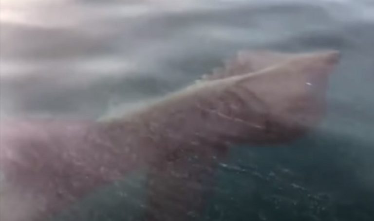 Pescatori stupiti dopo aver avvistato un esemplare di squalo elefante: ecco cosa rischia l’uomo Pescatori stupiti dopo aver avvistato un esemplare di squalo elefante: ecco cosa rischia l’uomo