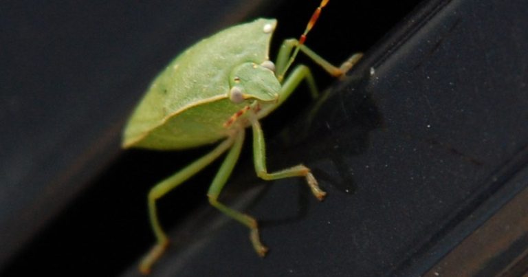 Invasione di cimici in Italia, ecco come difendere case e balconi