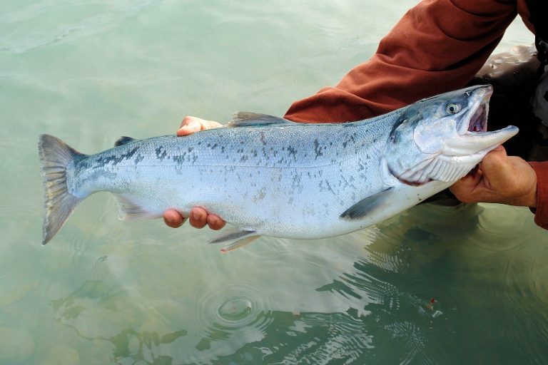 E’ allarme per la fuga di centinaia di salmoni da allevamento: ecco i rischi che corre la specie