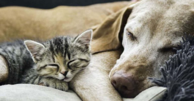 Brutta notizia per chi ha un cane o un gatto: gli aumenti colpiscono anche il mantenimento degli animali domestici