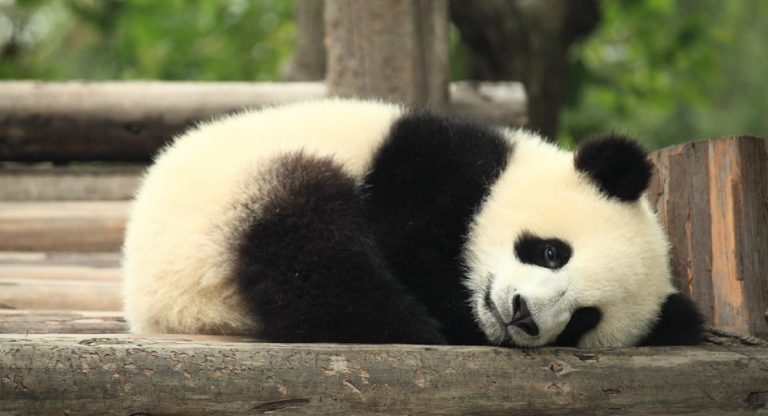 Mamma panda riabbraccia il suo cucciolo: il video virale fa il giro del web