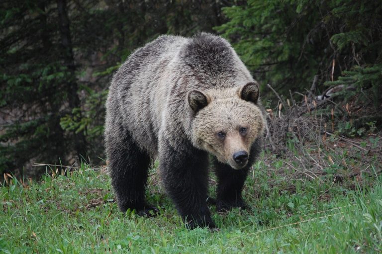 Uomo aggredito da un orso in Italia, è stato ricoverato con ferite. Ecco cosa è successo e dove