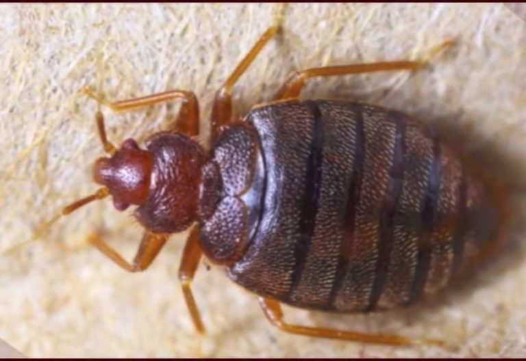 Invasione cimici da letto, chiuse sette scuole: ecco cosa sta succedendo e dove.