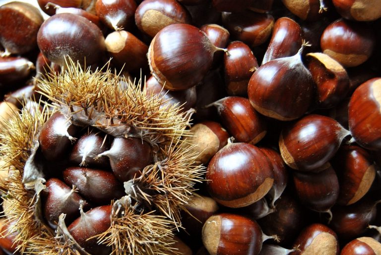 Come preparare le castagne al forno: ecco alcuni utili consigli per farle venire morbide e gustose Come preparare le castagne al forno: ecco alcuni utili consigli per farle venire morbide e gustose