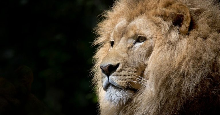 Leone fuggito dal circo a Ladispoli, parla il “cecchino”: “Quando mi ha visto…”