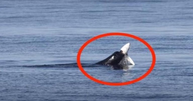 Leone marino azzanna uno squalo: video spettacolare