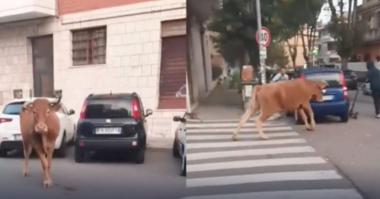 Vitello in fuga per le strade, parte alla carica a testa bassa: paura a Roma. Il VIDEO