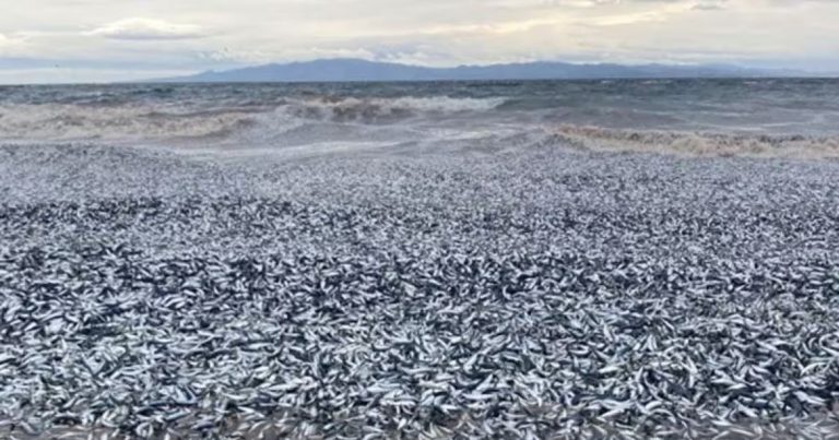 Migliaia di pesci morti sulla spiaggia: “Mai visto nulla di simile”. Ecco cos’è successo e dove