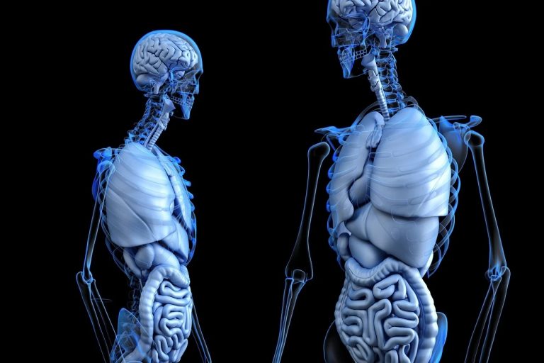 Longevità, un test sarà in grado di evidenziare quale organo invecchierà per primo Longevità, un test sarà in grado di evidenziare quale organo invecchierà per primo