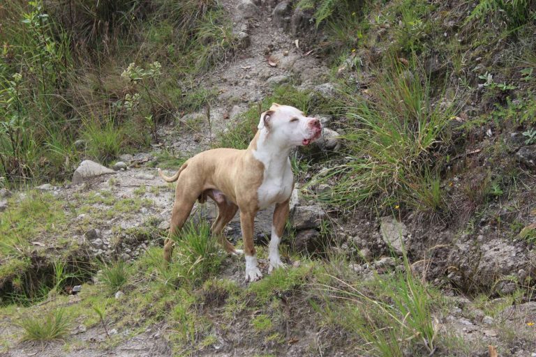 Bimba di 4 anni azzannata da un pitbull: è grave. Ecco cos’è successo e dove