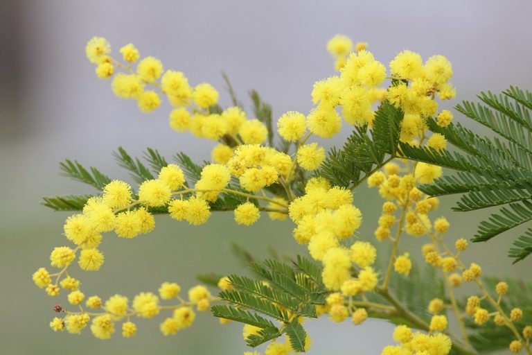 Mimose e festa delle Donne, attenzione a regalare questo fiore a chi soffre di gravi allergie: ecco il motivo Mimose e festa delle Donne, attenzione a regalare questo fiore a chi soffre di gravi allergie: ecco il motivo