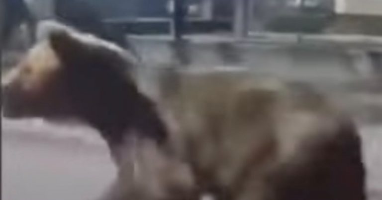 Orso vaga per la città e attacca alcuni passanti: ci sono dei feriti. Il video