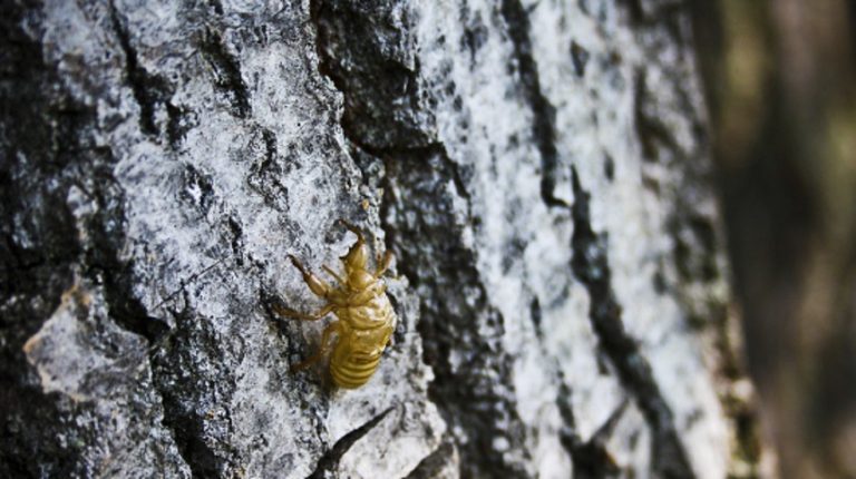 Invasione di cicale ad aprile, in arrivo miliardi di insetti: ecco cosa sta succedendo