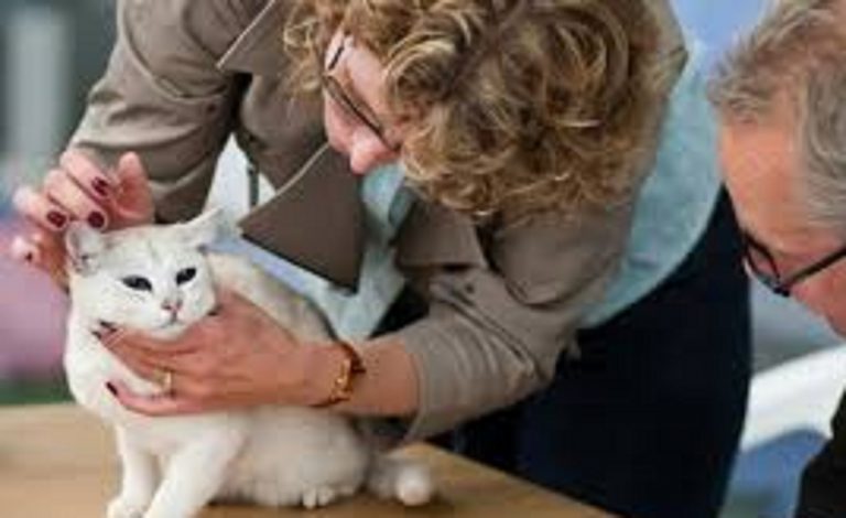 Buona notizia per chi ha un cane o un gatto: “Possono entrare…”