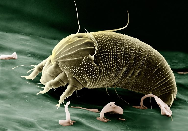 Acari del letto, un vero incubo per un italiano su due: come neutralizzarli o ridurne la quantità Acari del letto, un vero incubo per un italiano su due: come neutralizzarli o ridurne la quantità