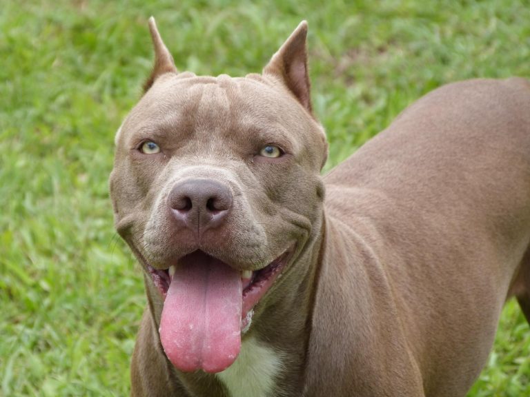 Bimba aggredita dal pitbull, la zia ha lottato con il cane: “Ha chiuso le nipoti in bagno ed è fuggita sul balcone…”