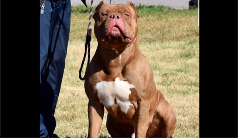 Attaccata in casa dai suoi cani, 50enne muore: “I vicini hanno sentito le urla…”. Ecco cos’è successo e dove