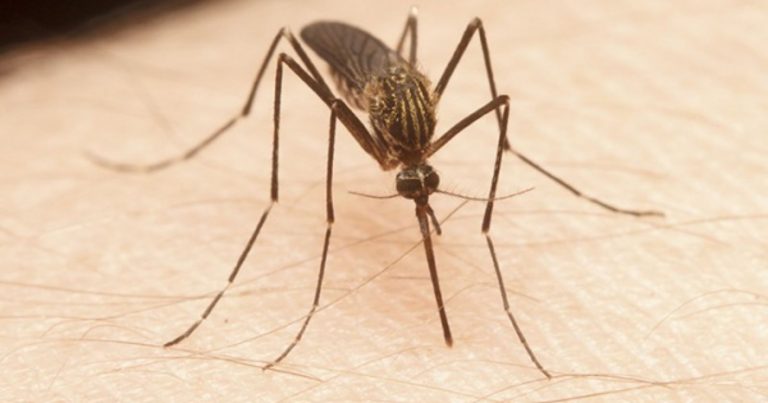 Le zanzare si nutrono di sangue umano sempre più spesso: ecco le cause secondo gli scienziati