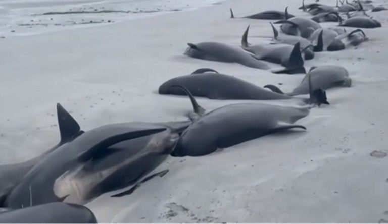 Decine di balene trovate morte sulla spiaggia: cosa sta succedendo?