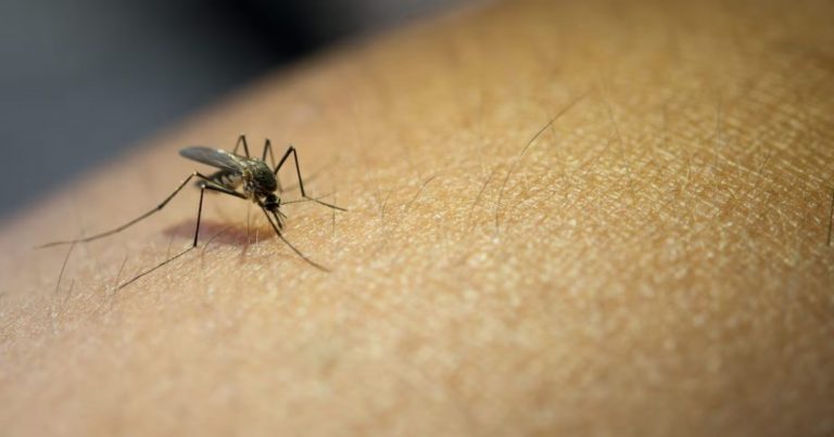 Virus Oropouche arrivato anche in Italia, attenzione a questi sintomi Virus Oropouche arrivato anche in Italia, attenzione a questi sintomi