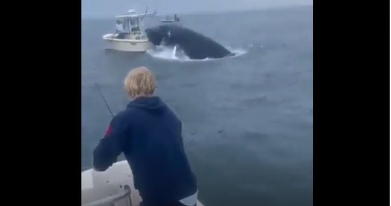 Paura in mare, balena travolge e ribalta la barca: ecco cos’è successo e dove