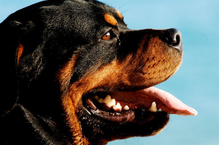 Bimbo di 5 anni azzannato in più parti del corpo da un Rottweiler: “Le urla della madre…”. Ecco cos’è successo e dove