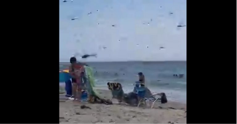 Invasione di libellule in spiaggia, bagnanti in fuga spaventati: ecco dove è successo