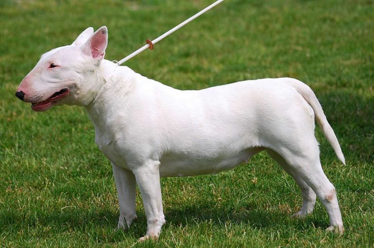 Bambina di 11 anni azzannata dal Bull Terrier di famiglia: “Il padre della ragazzina ha…”. Ecco cos’è successo e dove