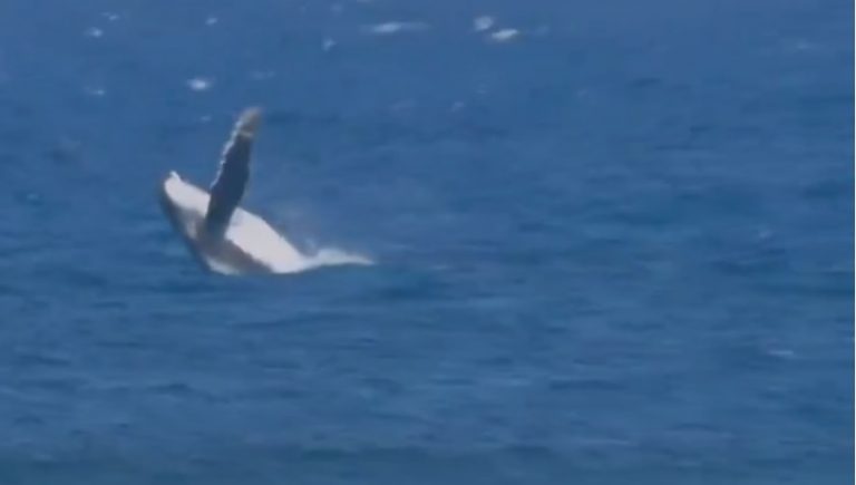 Olimpiadi di Parigi, spunta una balena durante le finali di surf: “Calma, sta succedendo di tutto…”