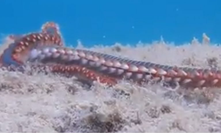 Attenzione ai ‘vermi di fuoco’ in spiaggia, sono velenosi: ecco di cosa si tratta